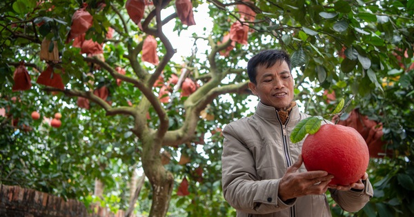 Một loại quả bị đồn “sơn màu đỏ” để được săn đón dịp Tết, sự thật là gì?